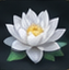 Snow Lotus